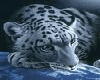 Blue Leopard Swing