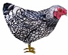 Chicken Animated 2