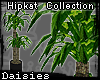 [D]HipKat Palm Tree