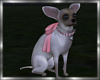 Arielle the Chihuahua