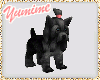 [Y] Yorkshire Terrier A