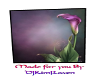 calla purple lillie pic