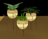 (RN) Plant Set