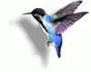 Colibris Birds Animated