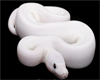 White Ball Python Morph