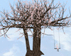 JP sakura tree swing