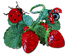 Lady bugs and Berries