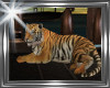 ! sultan tiger animated