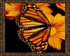 *cp*butterfly