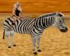 safari zebra