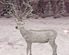 T- Winter Deer