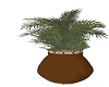 Brown Vase Plant