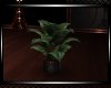 *Fallin Plant