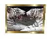 twin tigers white