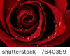 Red Rose Drop Cuddle