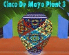 Cinco De Mayo Plant 3