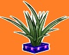 Tigeress Palm Plant