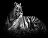 tiger 2