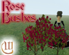Rose Bushes - Red
