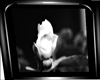black and white rose 