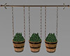 Hanging Bucket Plants
