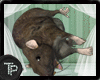 [TP] Dead Rats (ENH)