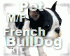 French Blk BullDog M/F