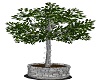 Patio Tree