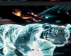 Water reflect tiger bg