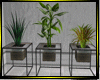 O*Concept RM Plant trio