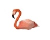 Sitting flamingo