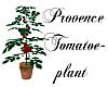 Provence Tomatoes