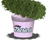 Patriots Topiary Plant