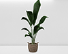Plant | V4