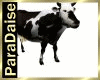 PD]Friesian Milk Cows