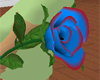 Black, blue & red rose