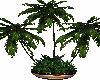 Indoor Palm