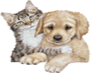 CAT And DOG