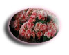 Rose Bouquet Button