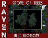 BLUE BLOSSOM TREES!