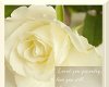 White Rose Love