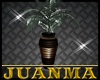 [JM] Plant 02