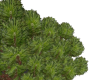 Japanese white pine 2