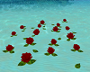 Floating Red Roses
