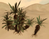 Desert Plant