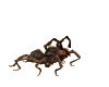 Jumping Spider