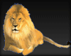 [SH]Lion