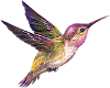 hummingbird (L)