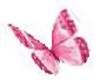 Pink White BUtterflies
