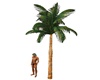 palm tree animated